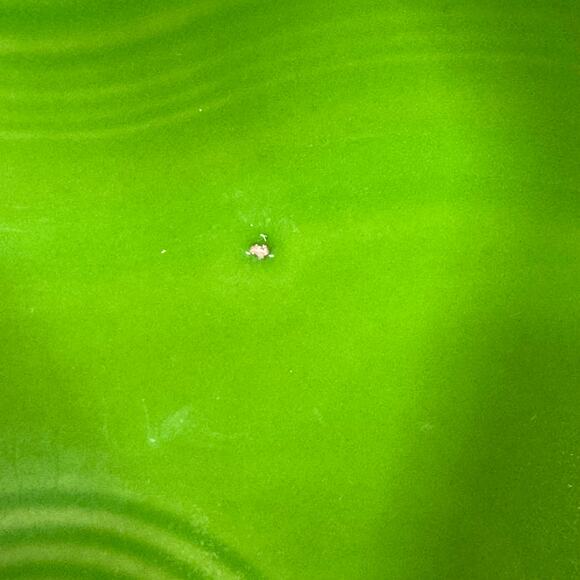 Fiesta Lemongrass Heart Bowl 8” HLC USA Ceramic Dishware - Picture 4 of 7